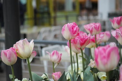 Close-up of pink tulips