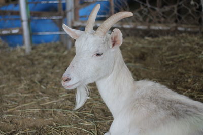 Close-up of goat on field