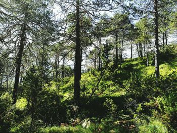 Trees in forest against sky