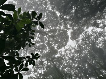 Close-up of flower tree