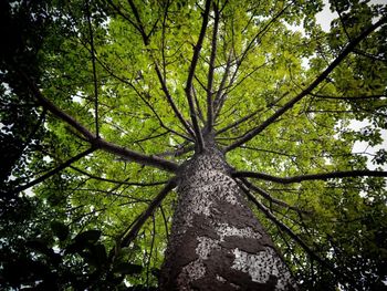 Low angle view of trees in forest