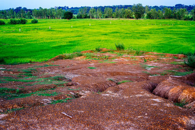 Scenic view of field