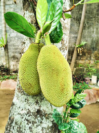 Close-up of fruits growing on tree trunk
