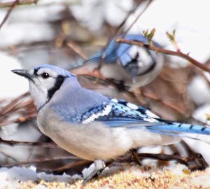 Close-up of bird perching outdoors