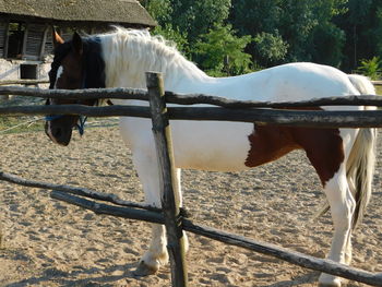 Horse standing by tree against sky