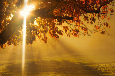 Sunlight streaming through trees during autumn