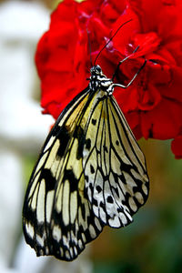 Close-up of butterfly on red flower