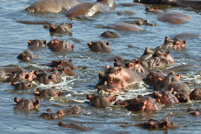 High angle view of ducks swimming in sea