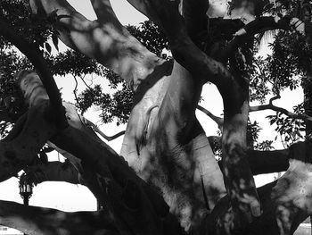 Low angle view of tree against sky