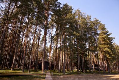 Low angle view of trees in forest against sky