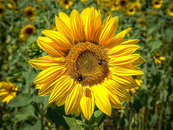 Close-up of yellow sunflower