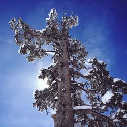 Low angle view of tree against blue sky
