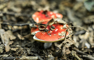 Close-up of mushroom growing on field