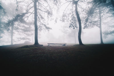 Trees on field against sky during foggy weather