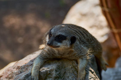 Suricate standing on the rock