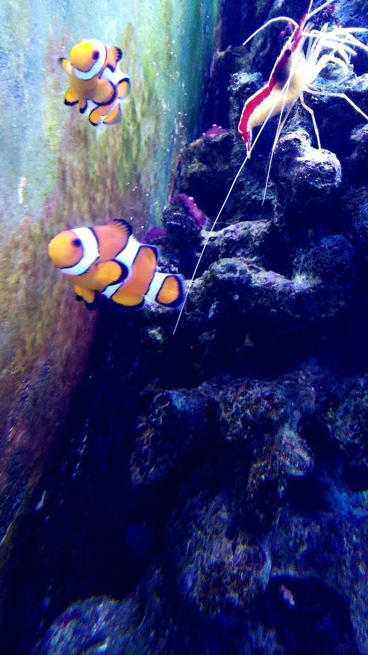 underwater, undersea, sea life, water, rock - object, swimming, fish, coral, nature, beauty in nature, rock formation, aquarium, rock, no people, outdoors, close-up, day, natural pattern, multi colored, tranquility, blue, animal wildlife