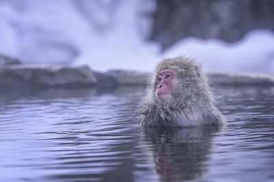 Japanese macaque in hot spring