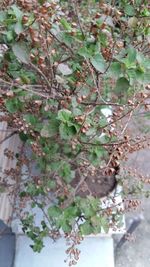 Close-up of leaves on tree