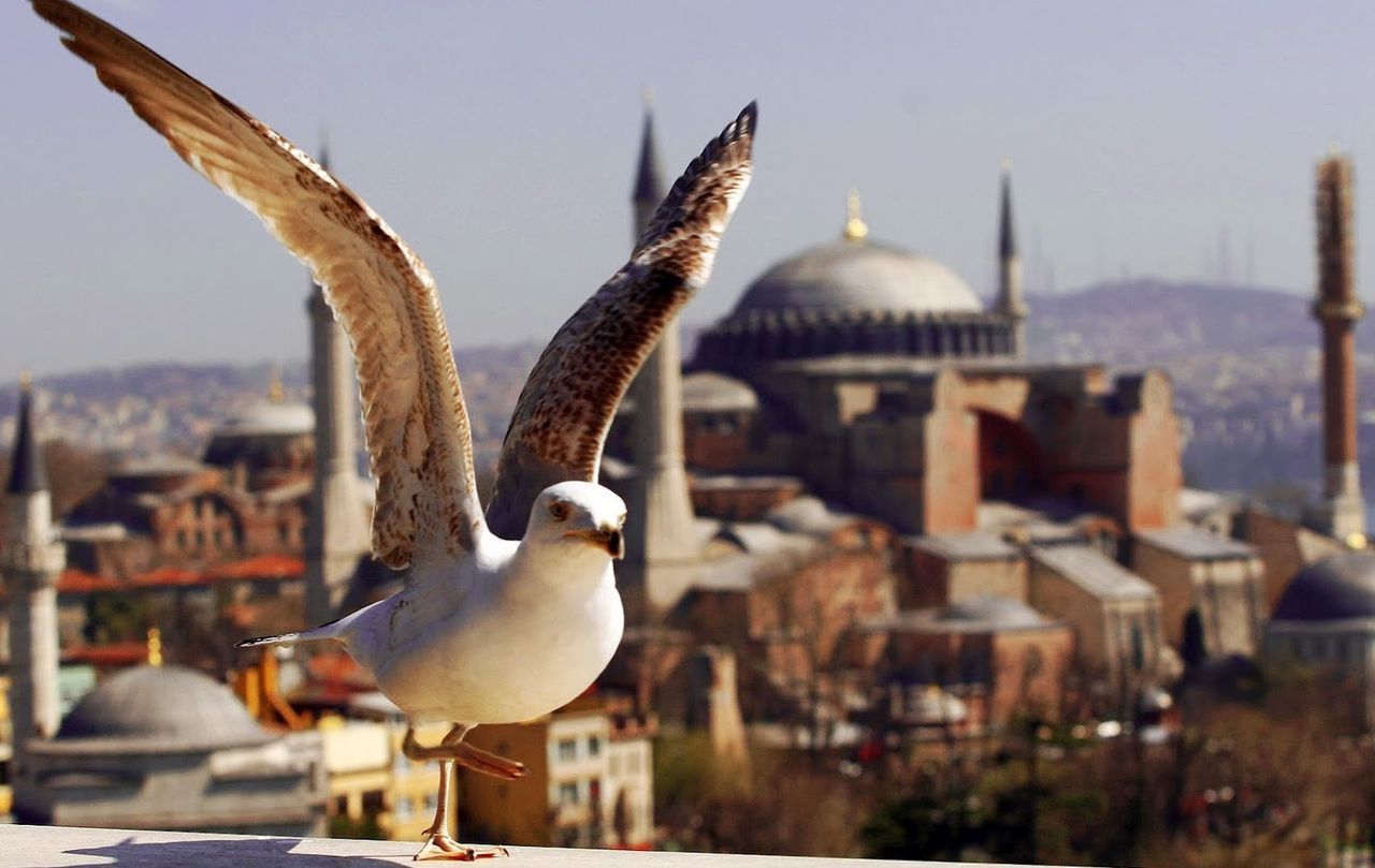 bird, animal themes, animals in the wild, seagull, wildlife, built structure, architecture, focus on foreground, building exterior, perching, city, sky, flying, water, clear sky, sea, one animal, river, outdoors