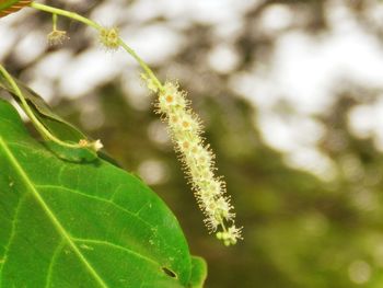 Close-up of plant