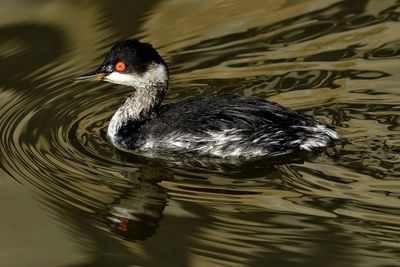 Duck swimming in lake