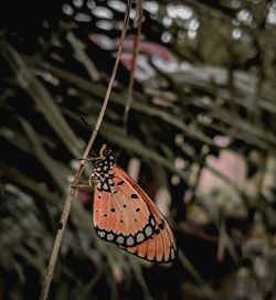 Close-up of butterfly pollinating flower