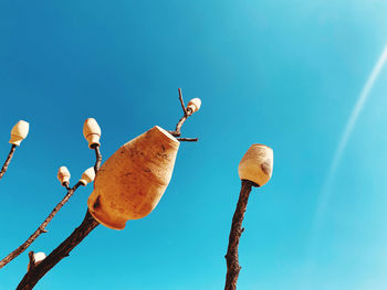 Low angle view of plant against clear blue sky