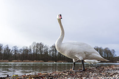 Swan on lake against sky