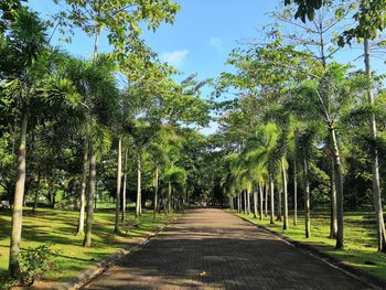 Footpath amidst trees against sky