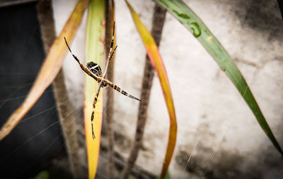 High angle view of spider on web over plant