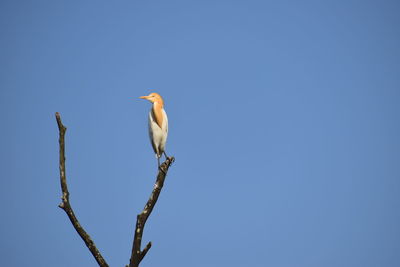 Low angle view of bird perching on branch against blue sky