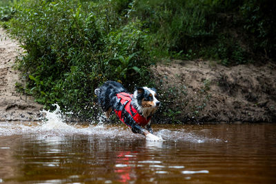 Dog running in lake