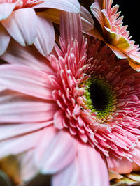 Close-up of pink daisy flower