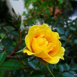 Close-up of yellow rose