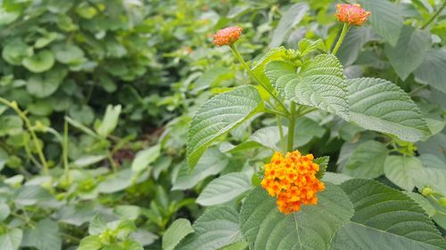 Close-up of orange flowering plant