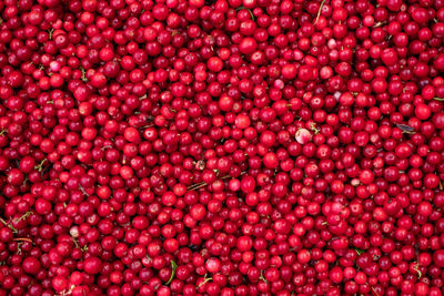 Close-up of large pile of handpicked cowberries