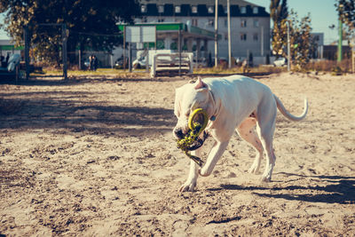 Dog running on field