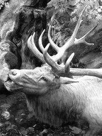 Close-up of tree roots