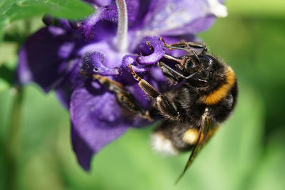 Close-up of bee on purple flower