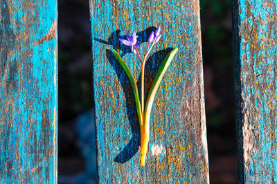 Close-up of purple flowering plant on tree trunk