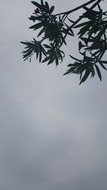 Low angle view of tree against sky