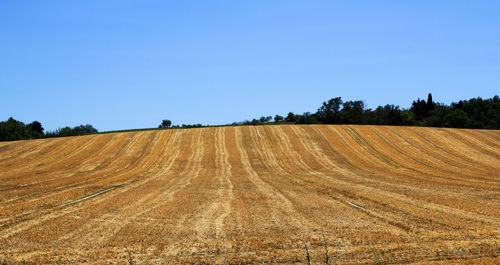 Scenic view of field against clear sky