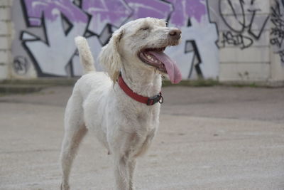 Dog looking away while standing outdoors