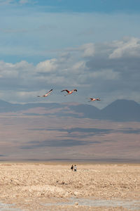 Birds flying over land