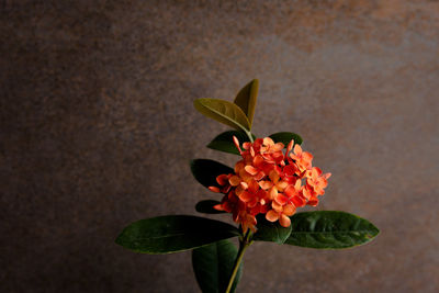 Close-up of flowering plant