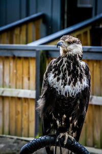 Close-up of a bird