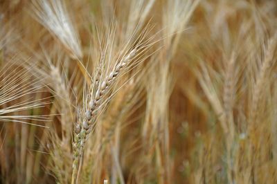 Close-up of wheat growing on field