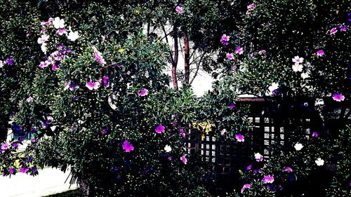 Low angle view of pink flowering plants in garden