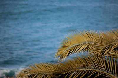 Close-up of palm tree by sea