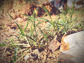 Close-up of grass on rock